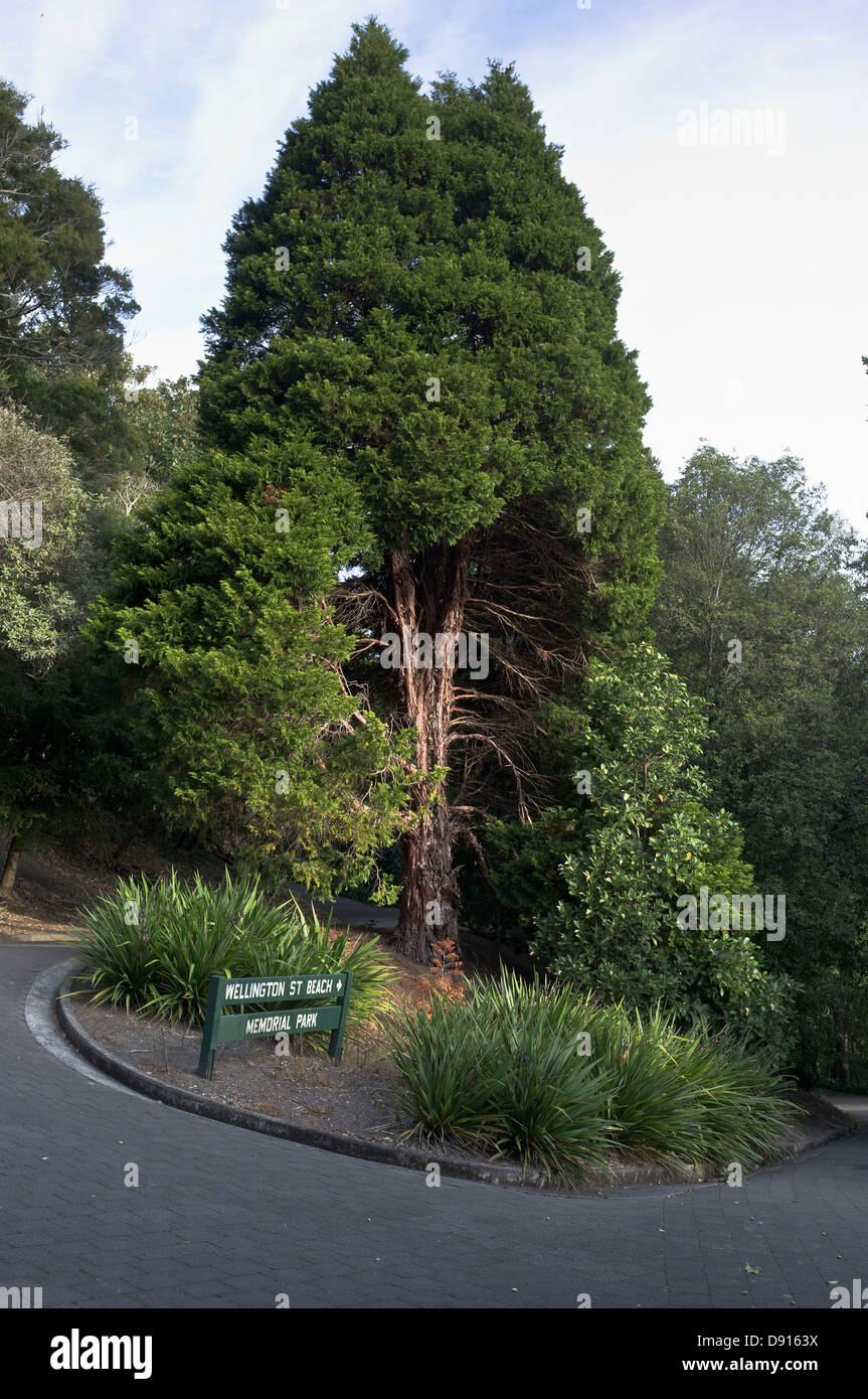 dh Memorial Garden Park HAMILTON Neuseeland Baum und Park Gartenweg Stockfoto