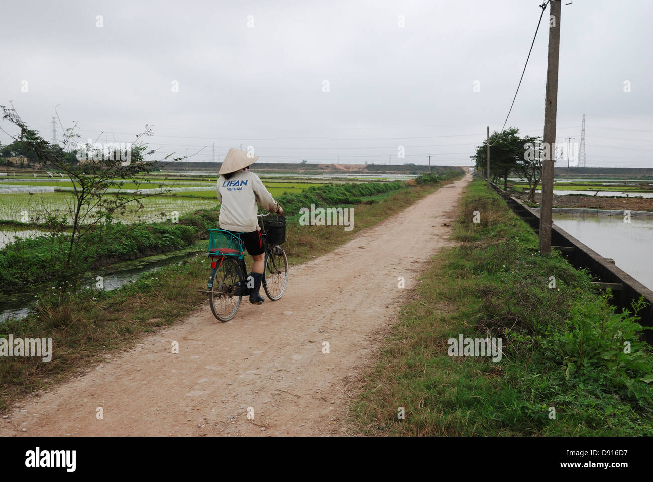 Frau, Radfahren auf einer Strecke zwischen Reisfeldern östlich von Hanoi, Vietnam. Stockfoto