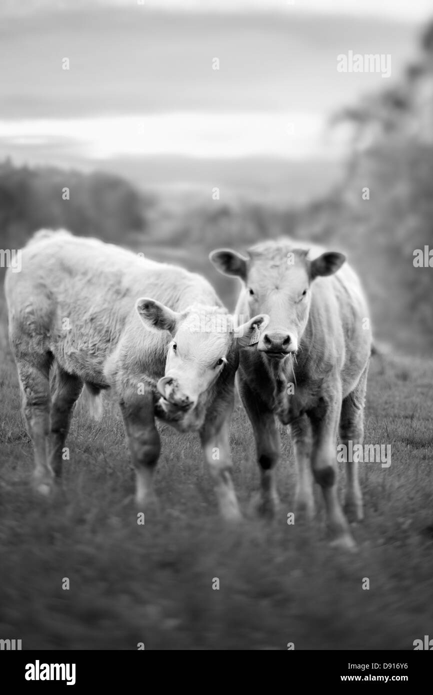 Zwei Kühe auf der Weide Stockfoto