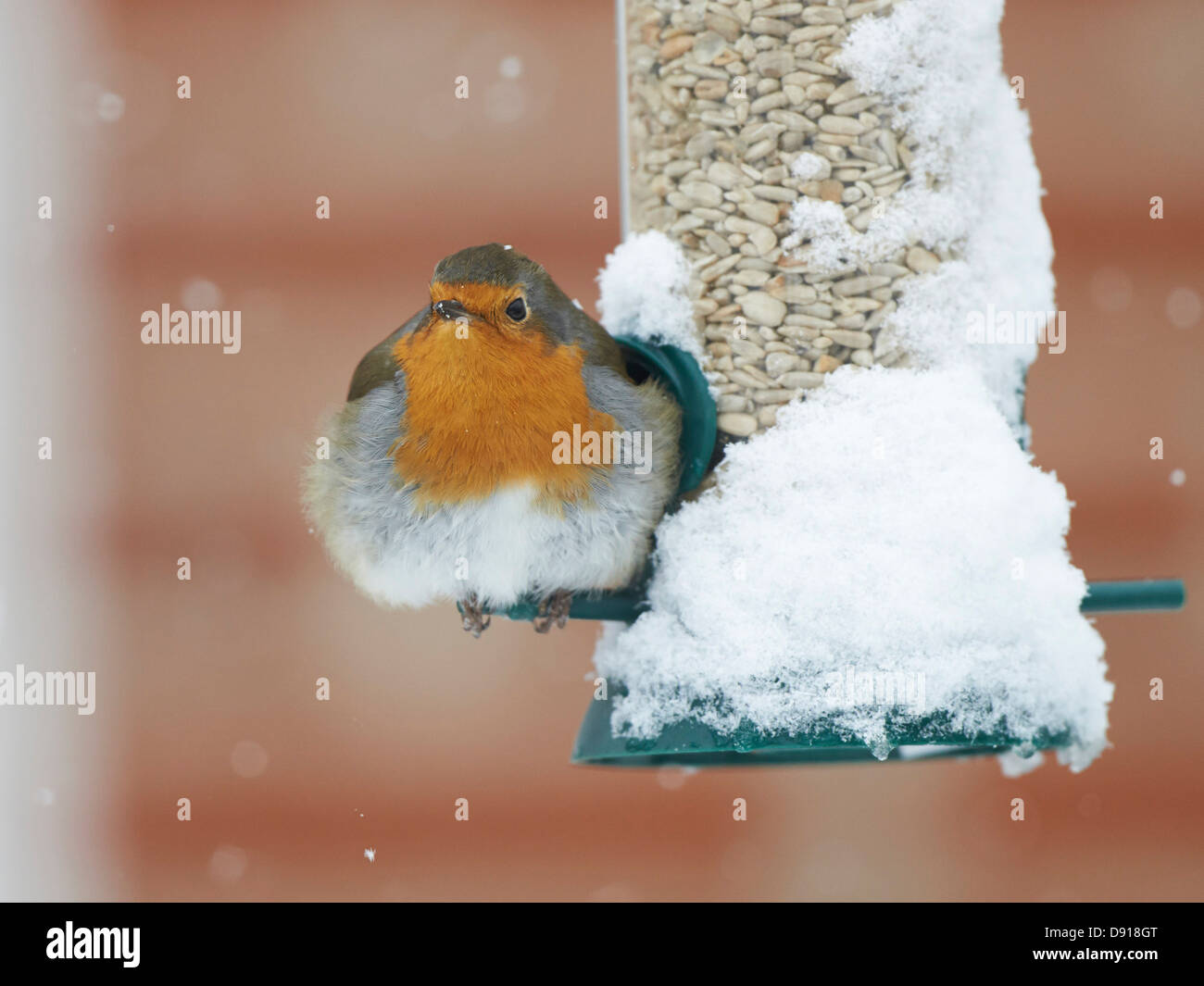 Robin auf Schnee bedeckt Vogelhäuschen Stockfoto