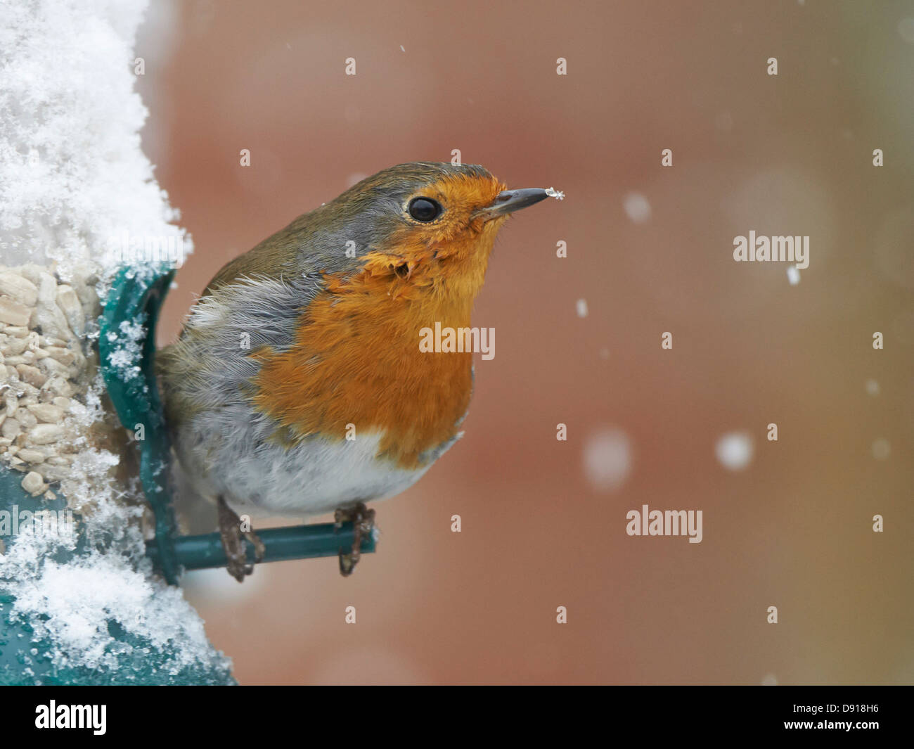 Robin auf Schnee bedeckt Vogelhäuschen Stockfoto
