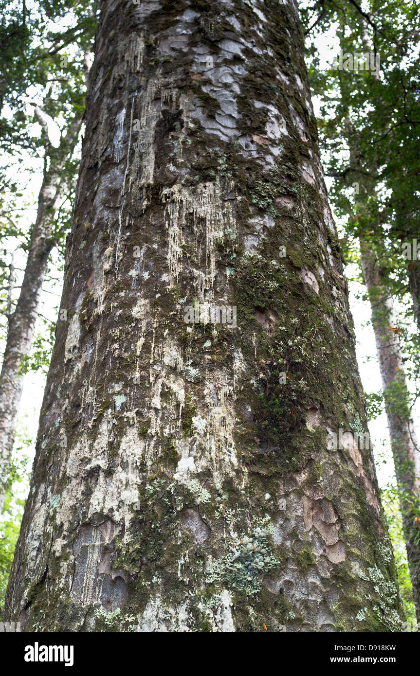 dh Agathis australis KAURI NZ Kauri Baumrinde und Kauri Kauri Gummiharz sap Neuseeland Waldbäume aus der Nähe Stockfoto