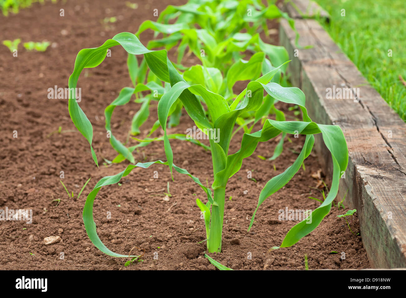 Junger Mais Pflanzen im heimischen Garten. Stockfoto