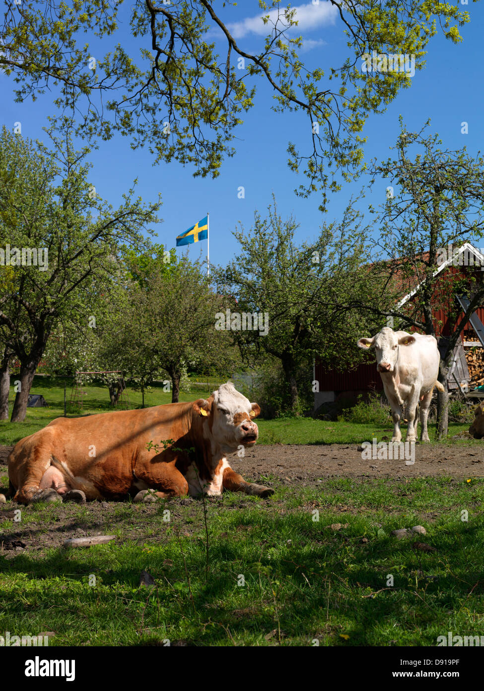 Zwei Kühe, Schweden. Stockfoto