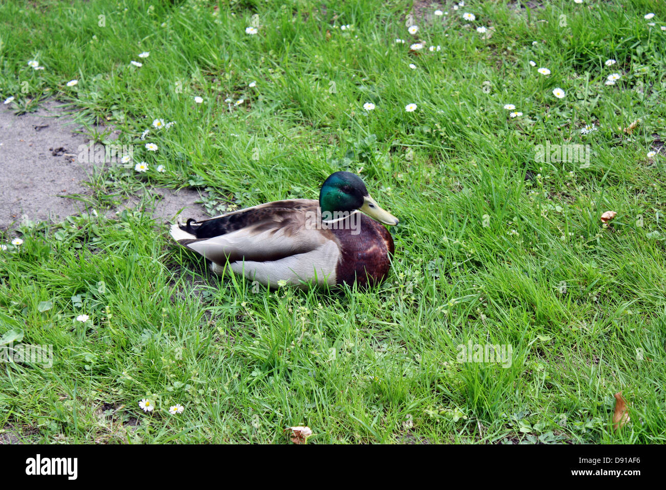 Ente in der Wiese Stockfoto