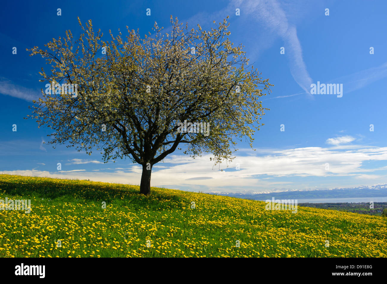 Single Apfelbaum im Frühjahr Stockfoto