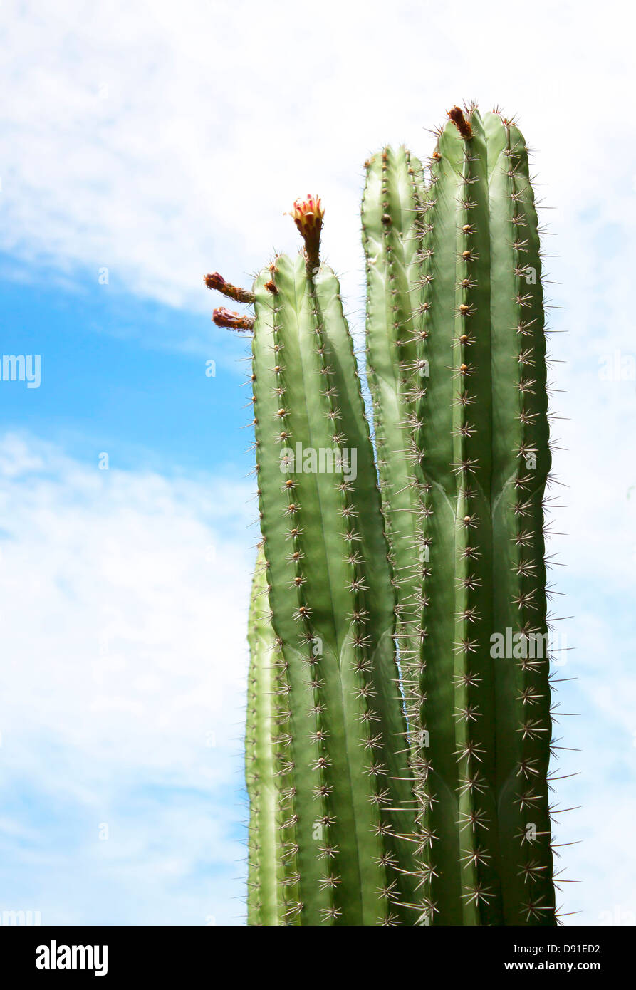 Großer grüner Kaktus über blauen Himmel Tropen. Stockfoto