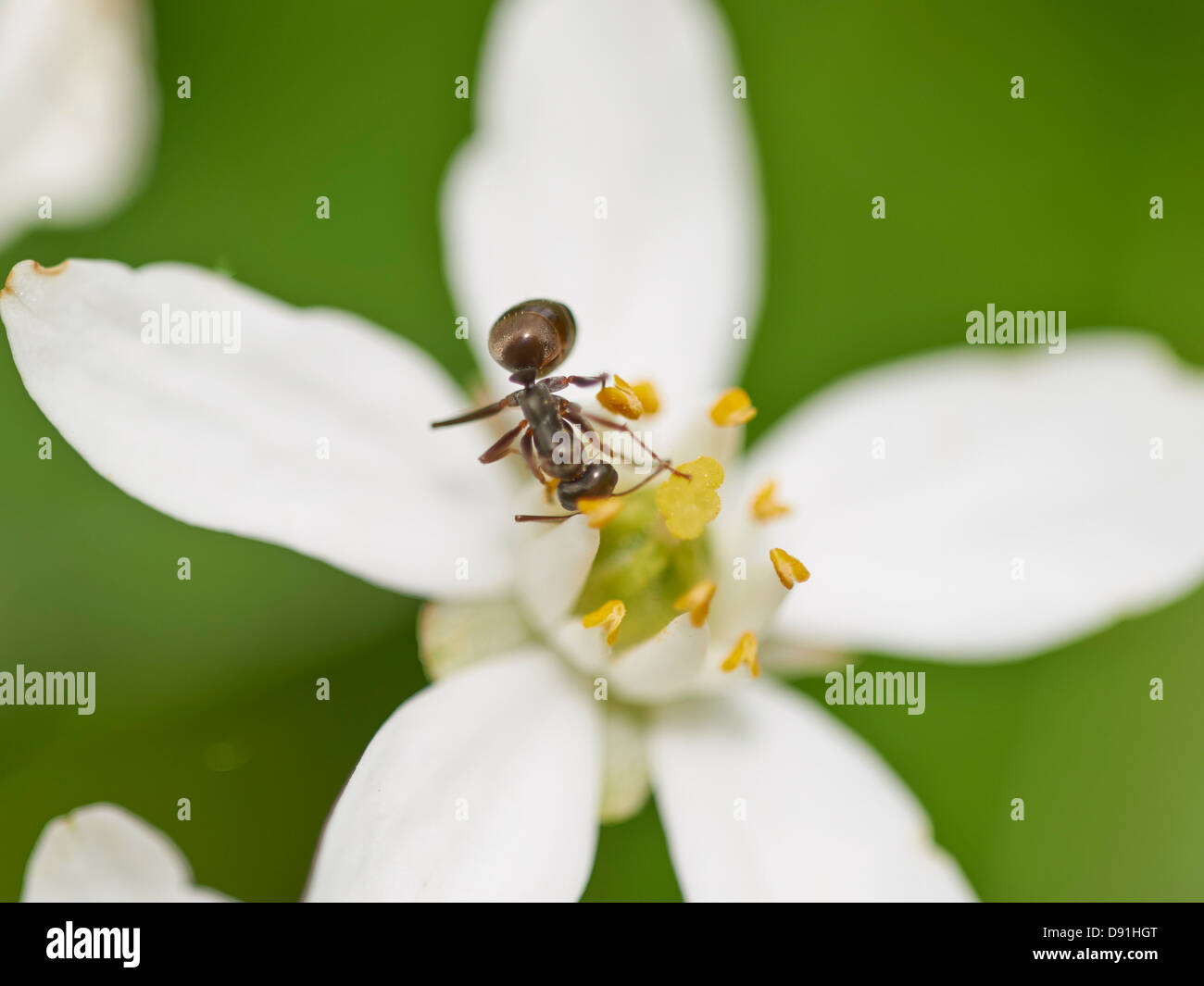 Ameisen ernähren sich von blühende Pflanze Stockfoto