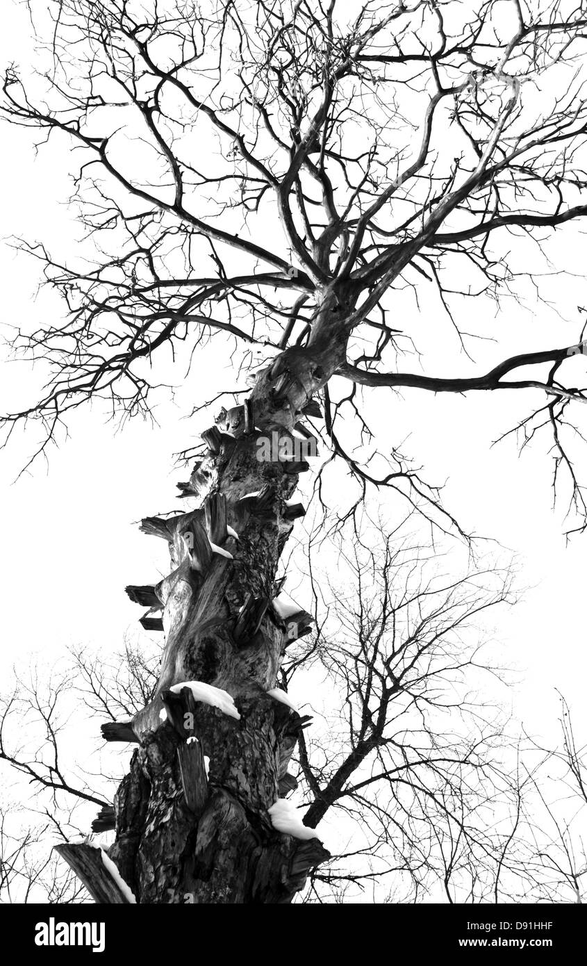 Weitverzweigt Baum Stockfoto