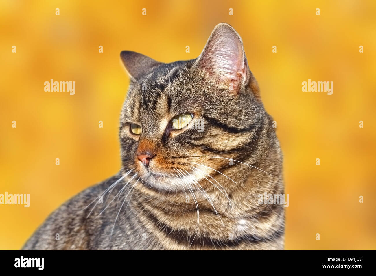 Porträt einer gestreiften Katze über schöne Herbst Wald-Hintergrund Stockfoto