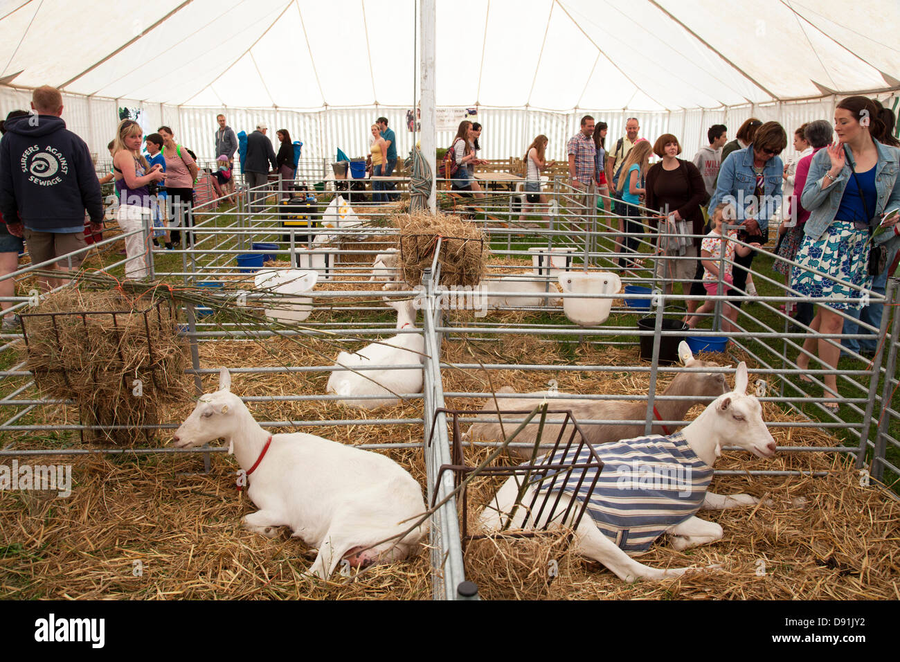 Farnley Tyas, West Yorkshire, Großbritannien 8. Juni 2013. Vieh auf der diesjährigen Honley Agricultural Show. Die jährliche Show findet am zweiten Samstag im Juni statt und ist jetzt in seinem 91. Jahr. Bildnachweis: Mark Richardson/Alamy Live-Nachrichten Stockfoto