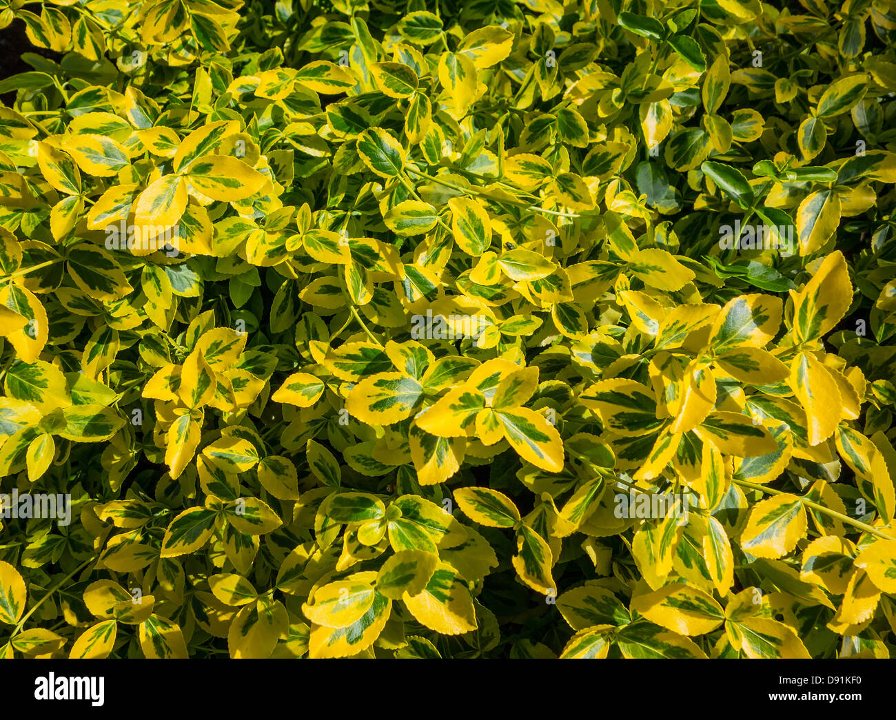 Immergrüner strauch Fotos und Bildmaterial in hoher Auflösung Alamy