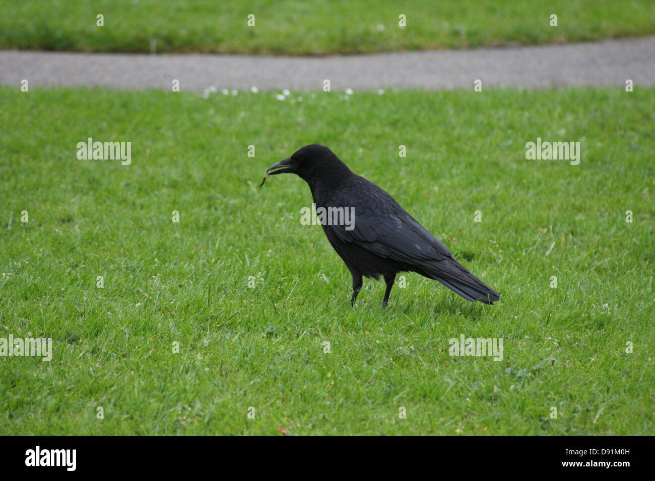 Eine Krähe auf Rasen Essen einen Wurm. Stockfoto