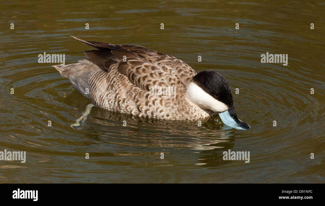 Puna Teal, Anas puna Ente, in einem Teich dabbling Stockfoto