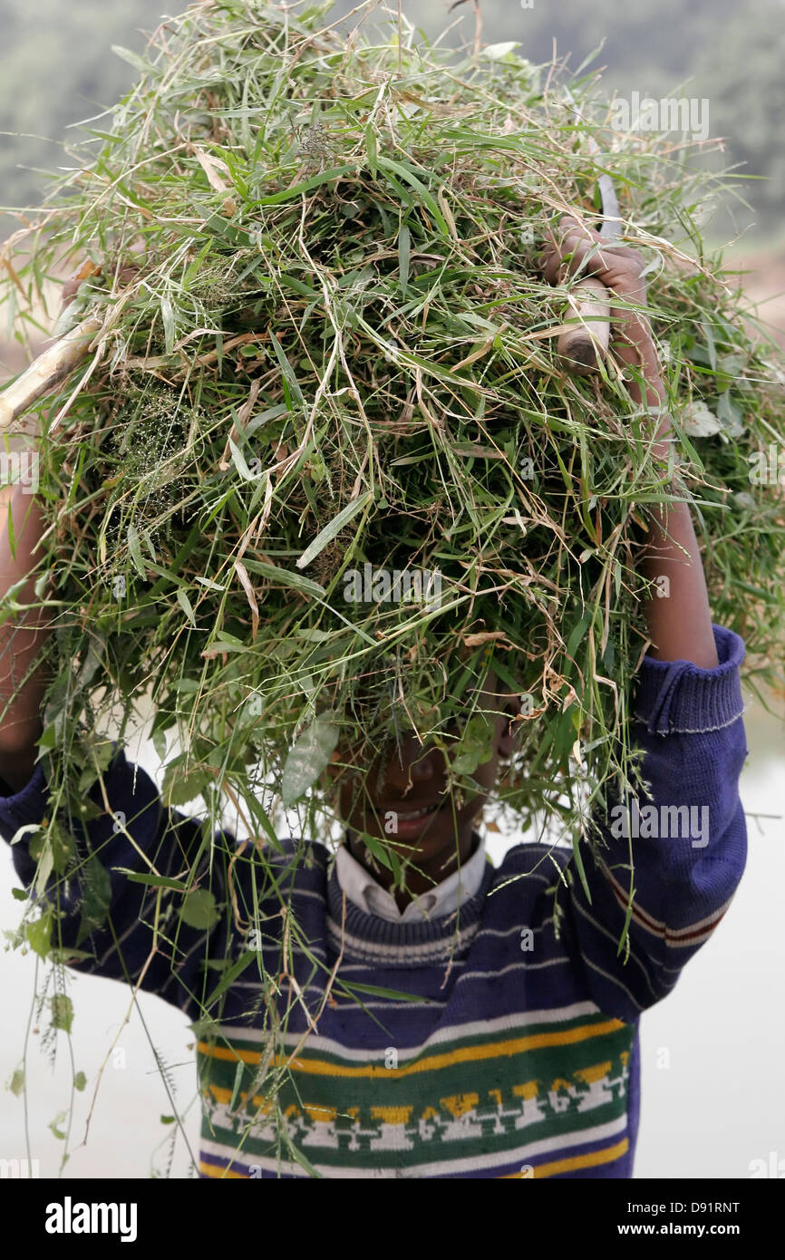 Bangladeshi junge tragen Rasen auf seinem Kopf, Bangladesch, Asien Stockfoto