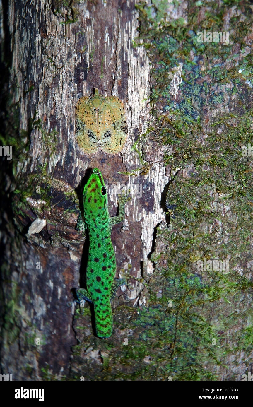Tag Gecko (Phelsuma SP.) stalking gut getarnten Laterne Bug auf Regenwald Baumstamm im Masoala Nationalpark, Madagaskar Stockfoto