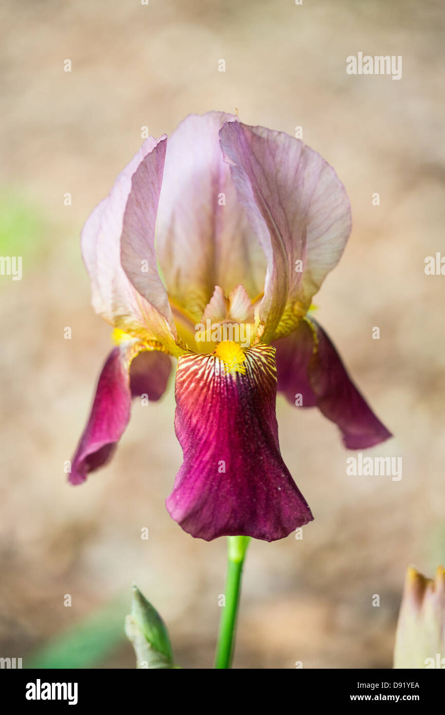 Eine violette Iris blüht in den frühen Tagen des Frühlings, die Kennzeichnung, den Wechsel der Jahreszeiten. Stockfoto