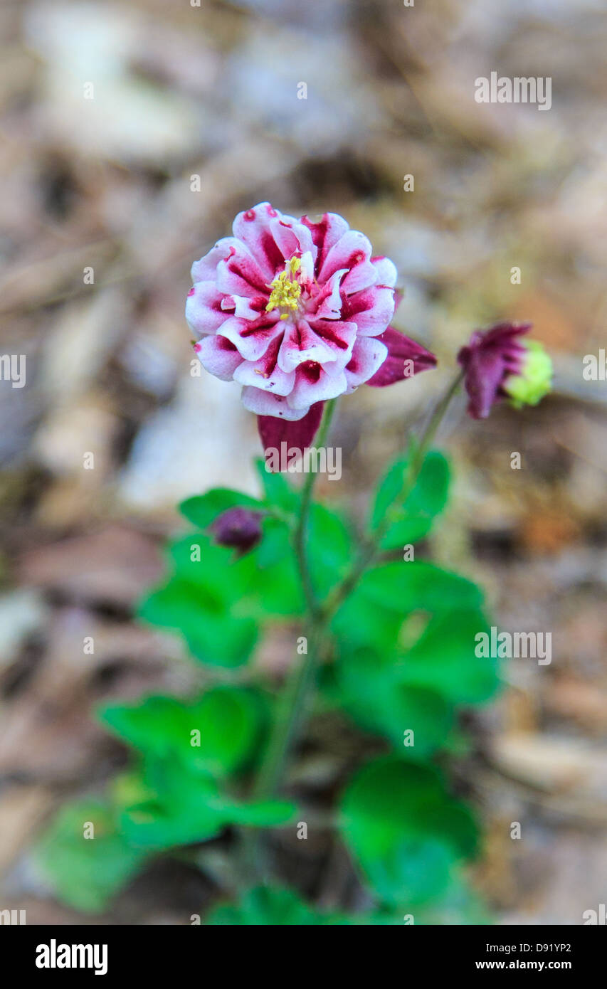 Akeleien blühen frisch in den Frühling. Colorado State Blume. Stockfoto