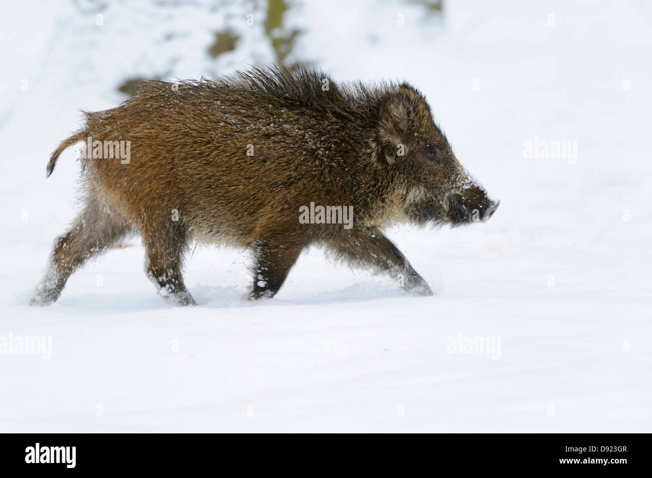 Wildschwein, Sus Scrofa, Wildschwein Stockfoto