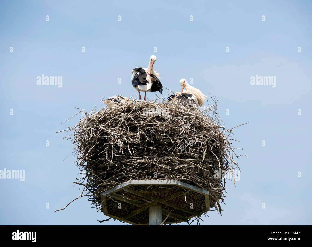 Schachteln Sie mit Storch in den Niederlanden mit blauem Himmel als Hintergrund Stockfoto