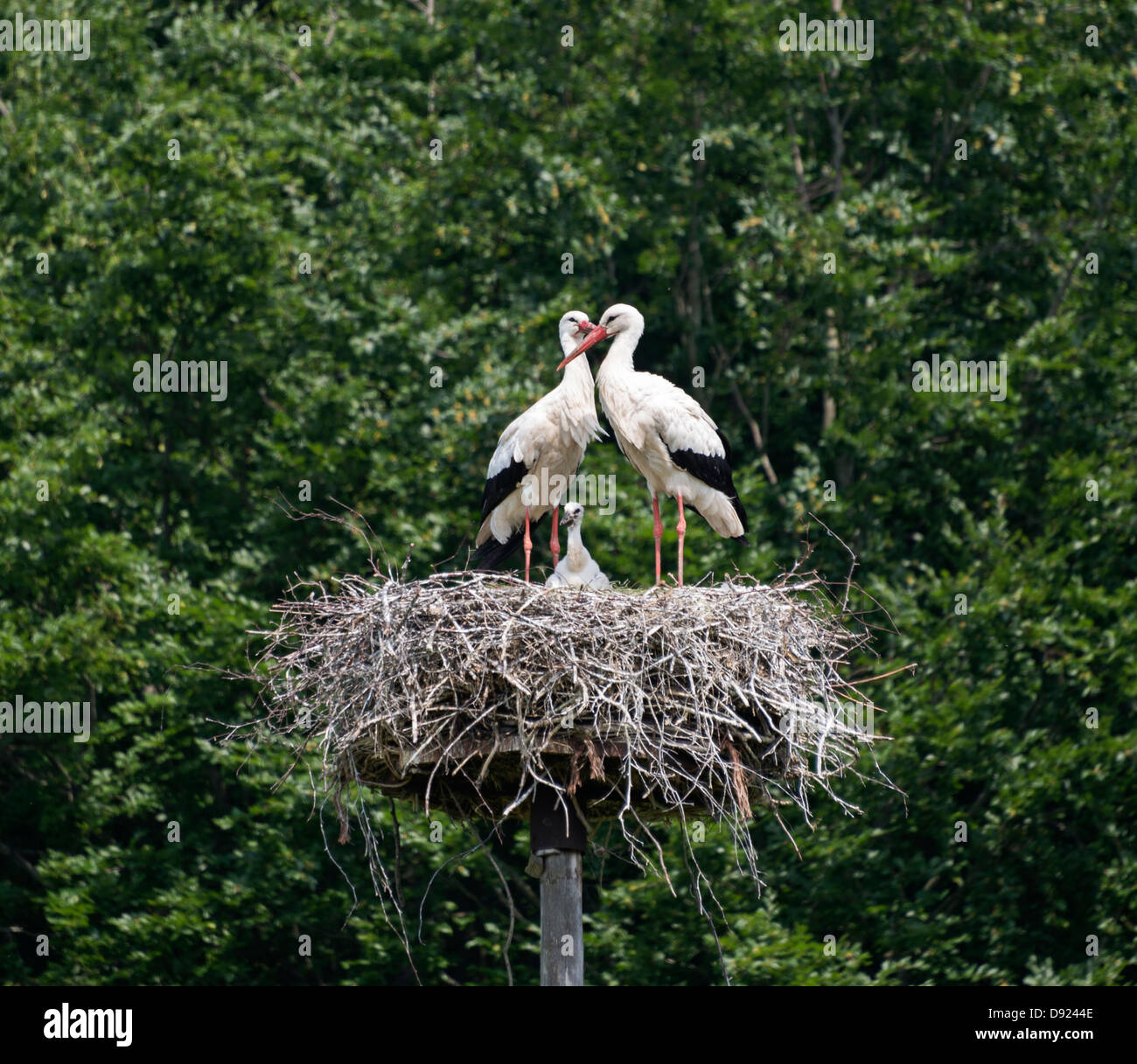 Schachteln Sie mit Storch in den Niederlanden mit blauem Himmel als Hintergrund Stockfoto