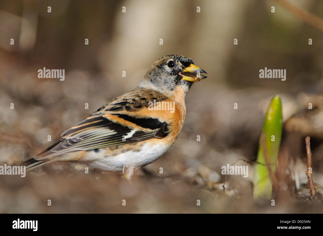 Bergfink Bergfinken, Fringilla montifringilla Stockfoto