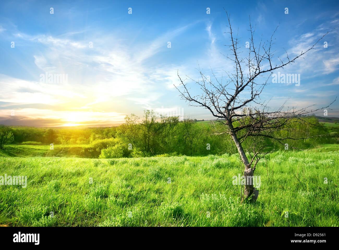 Trockenen Baum auf einer grünen Frühlingswiese Stockfoto