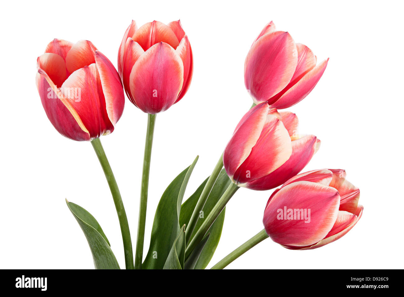 Blumen. Frühlingsstrauß rosa Tulpen auf weißem Hintergrund Stockfoto