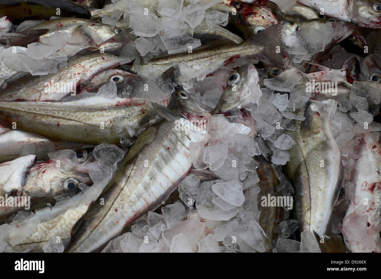 Frischer Fisch, Husavik Hafen, North Island, Island Stockfoto