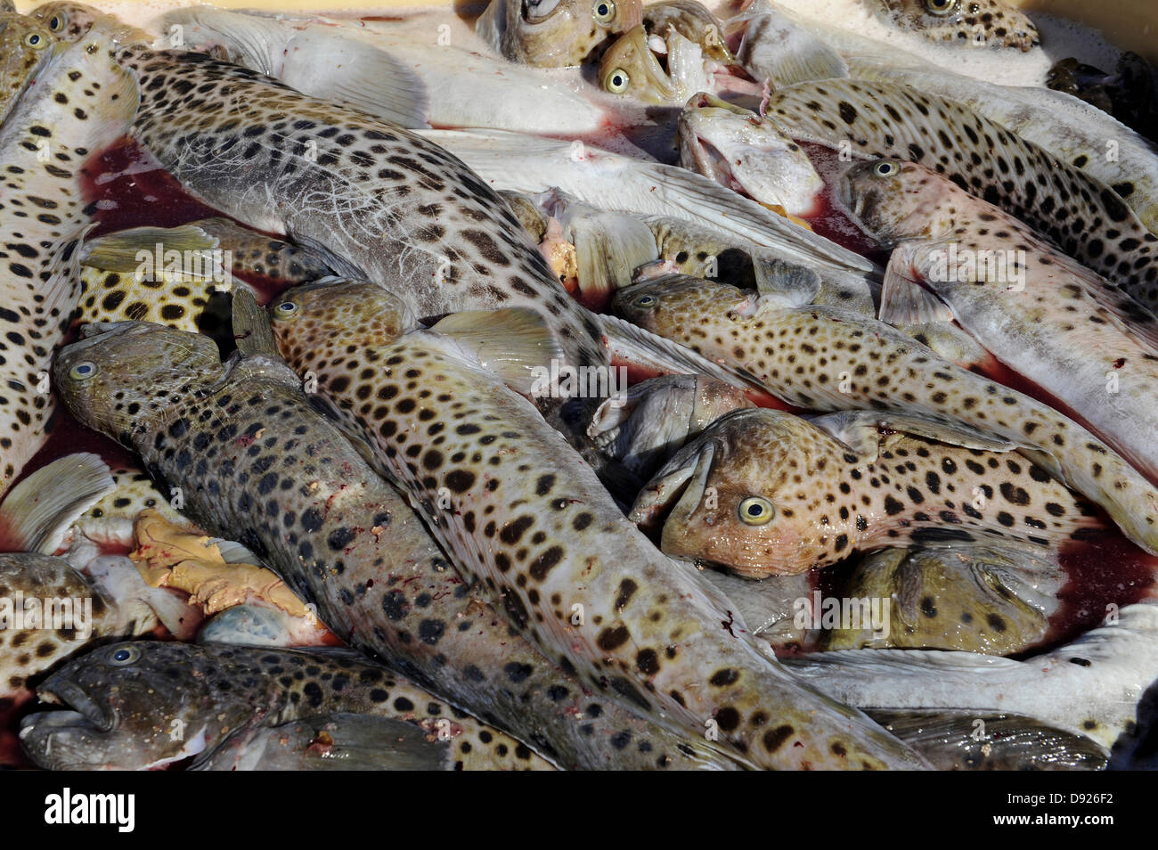 Frischer Fisch, Siglufjörður, North Island, Island Stockfoto