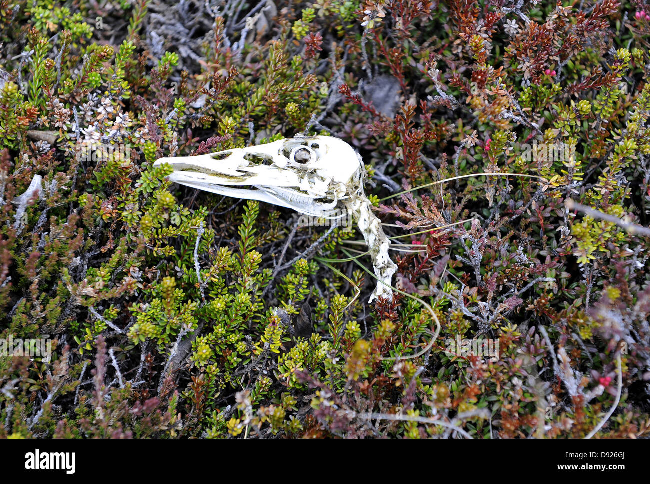 Vögel-Schädel, Dimmuborgir, Nordosten Islands, Island Stockfoto