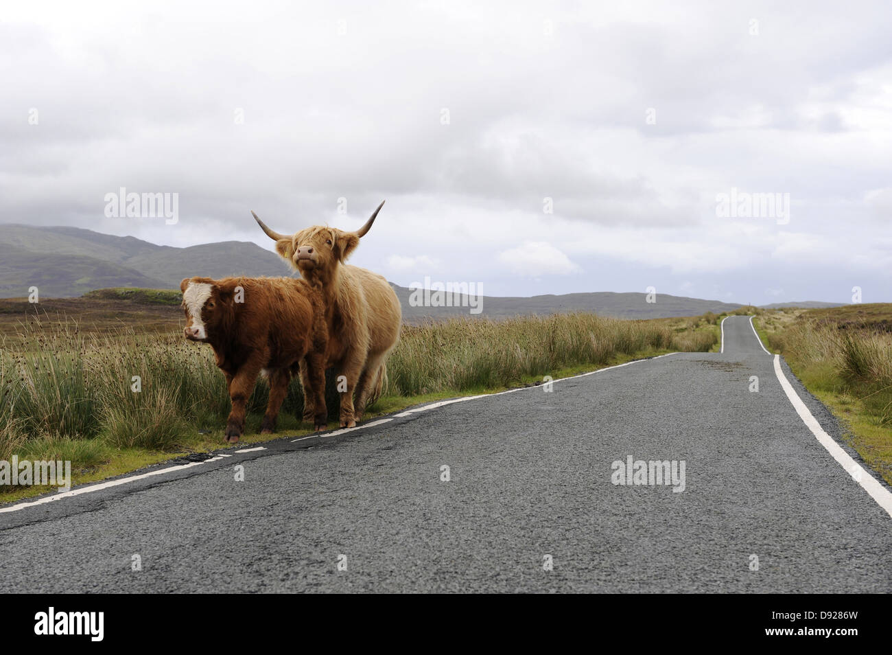 Hochlandrinder, Trotternish Halbinsel Isle Of Skye, Schottland, Großbritannien Stockfoto