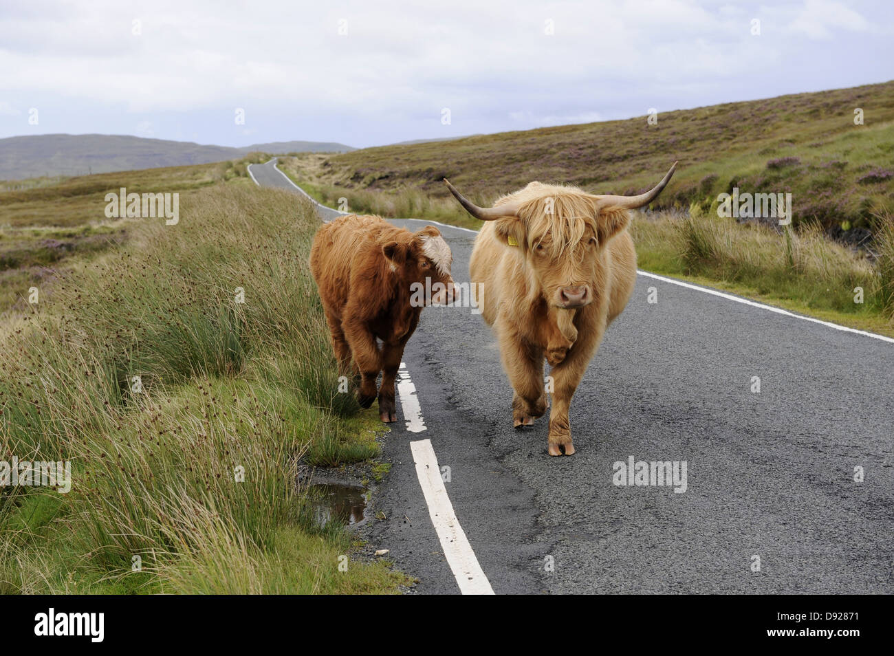 Hochlandrinder, Trotternish Halbinsel Isle Of Skye, Schottland, Großbritannien Stockfoto