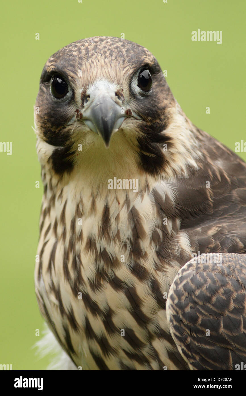 Bird Of Prey am Welsh Hawking Zentrum Stockfotografie Alamy