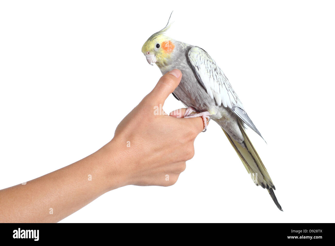 Frau Hand halten und streicheln mit Daumen ein Nymphensittich Vogel auf einem weißen Hintergrund isoliert Stockfoto