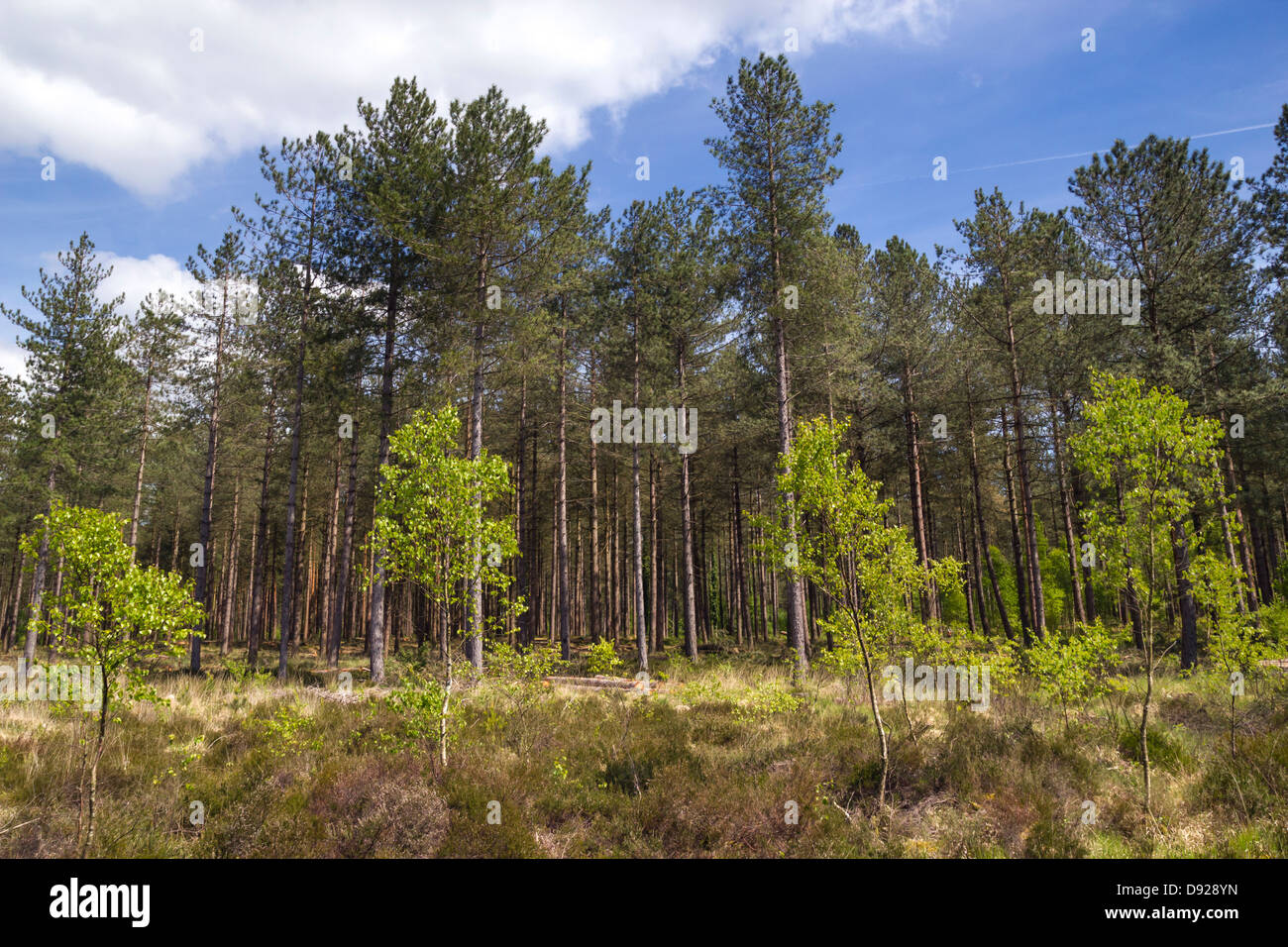 Hohe Kiefern / Tanne / Lärche Bäume in Monokultur Wald Plantage Stockfoto
