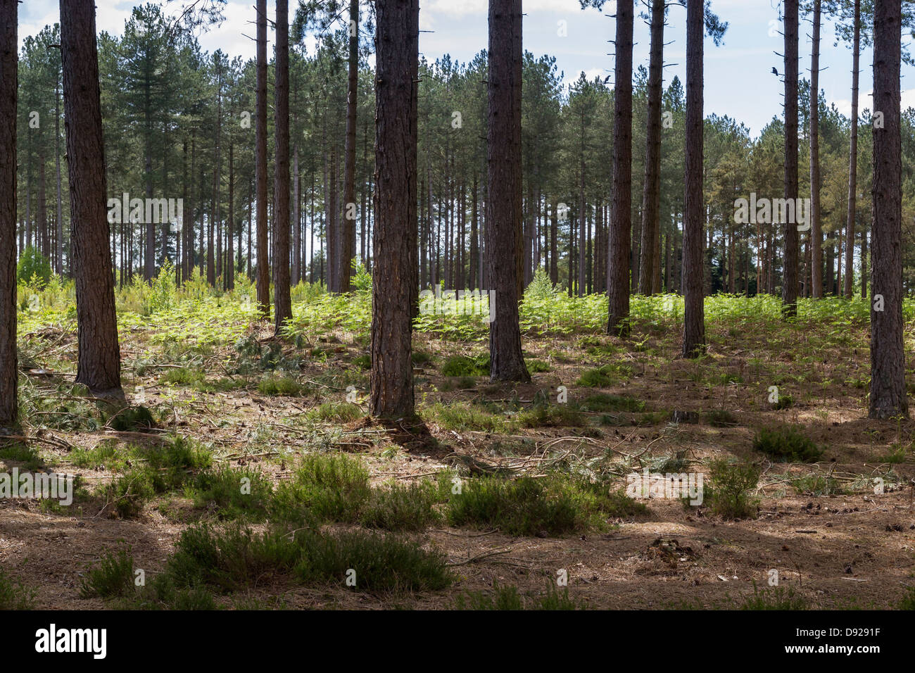 Hohe Kiefern / Tanne / Lärche Bäume in Monokultur Wald Plantage Stockfoto