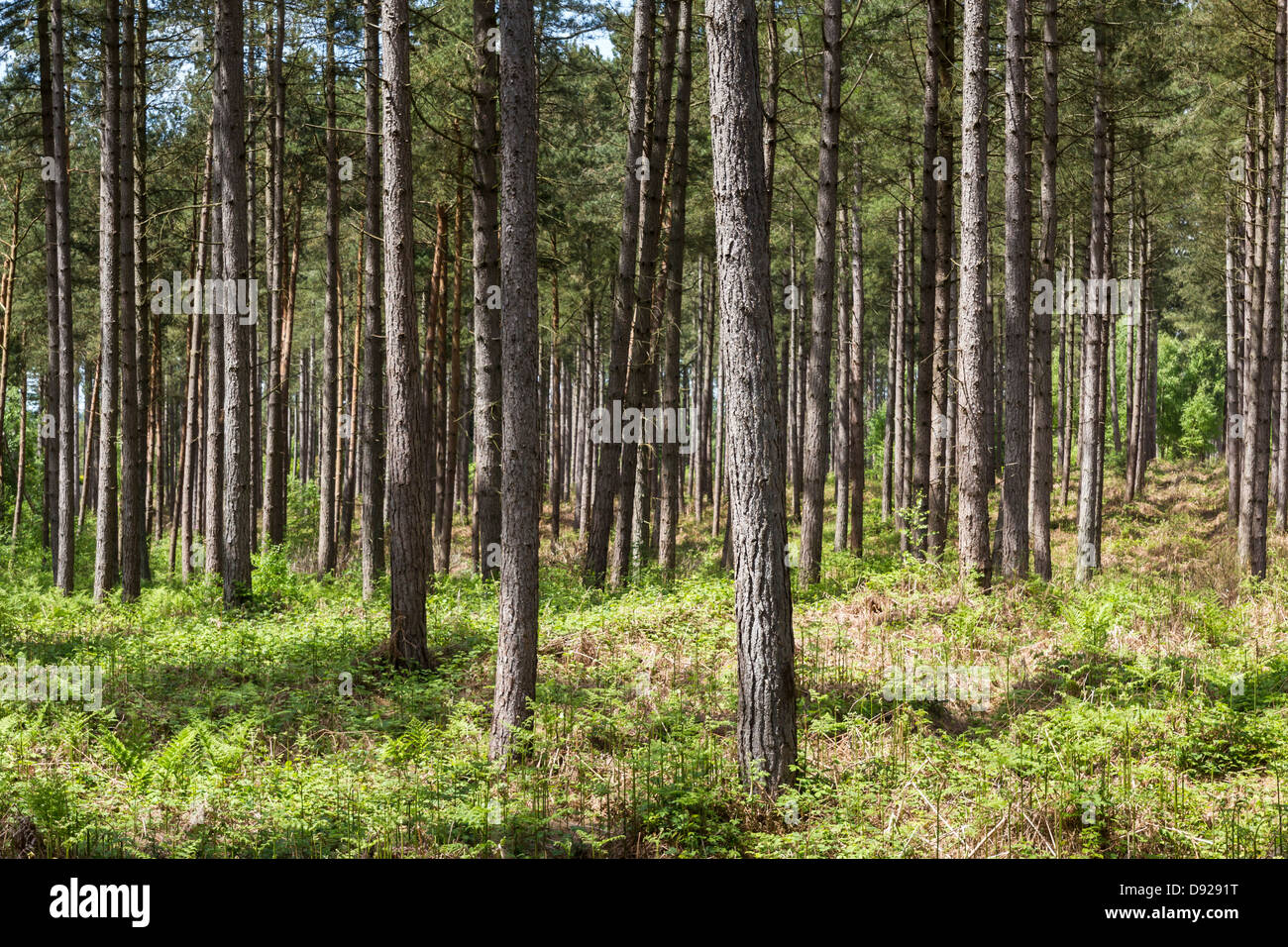 Hohe Kiefern / Tanne / Lärche Bäume in Monokultur Wald Plantage Stockfoto