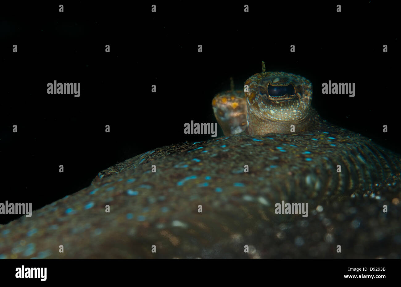 Augen der ein Pfau Flunder (Bothus Lunatus) in der Lembeh-Straße von Indonesien Stockfoto