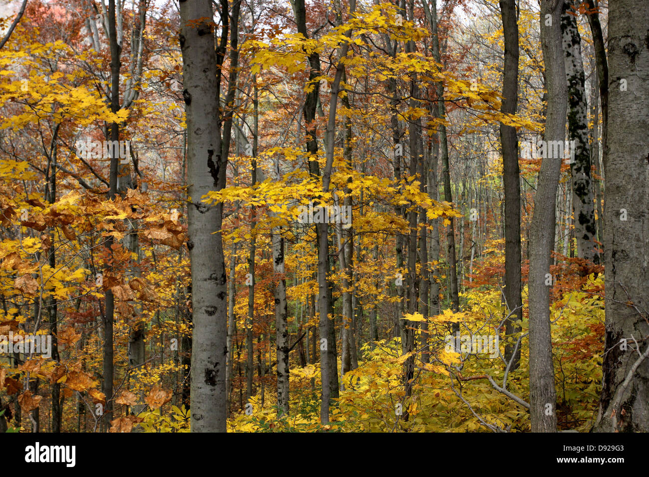 Buche Baumwurzeln fallen Blätter Wald in Ohio Stockfoto