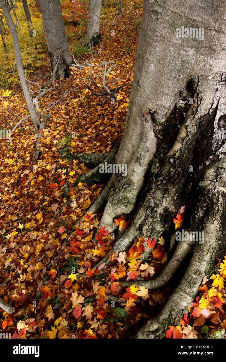 Buche Baumwurzeln fallen Blätter Wald in Ohio Stockfoto