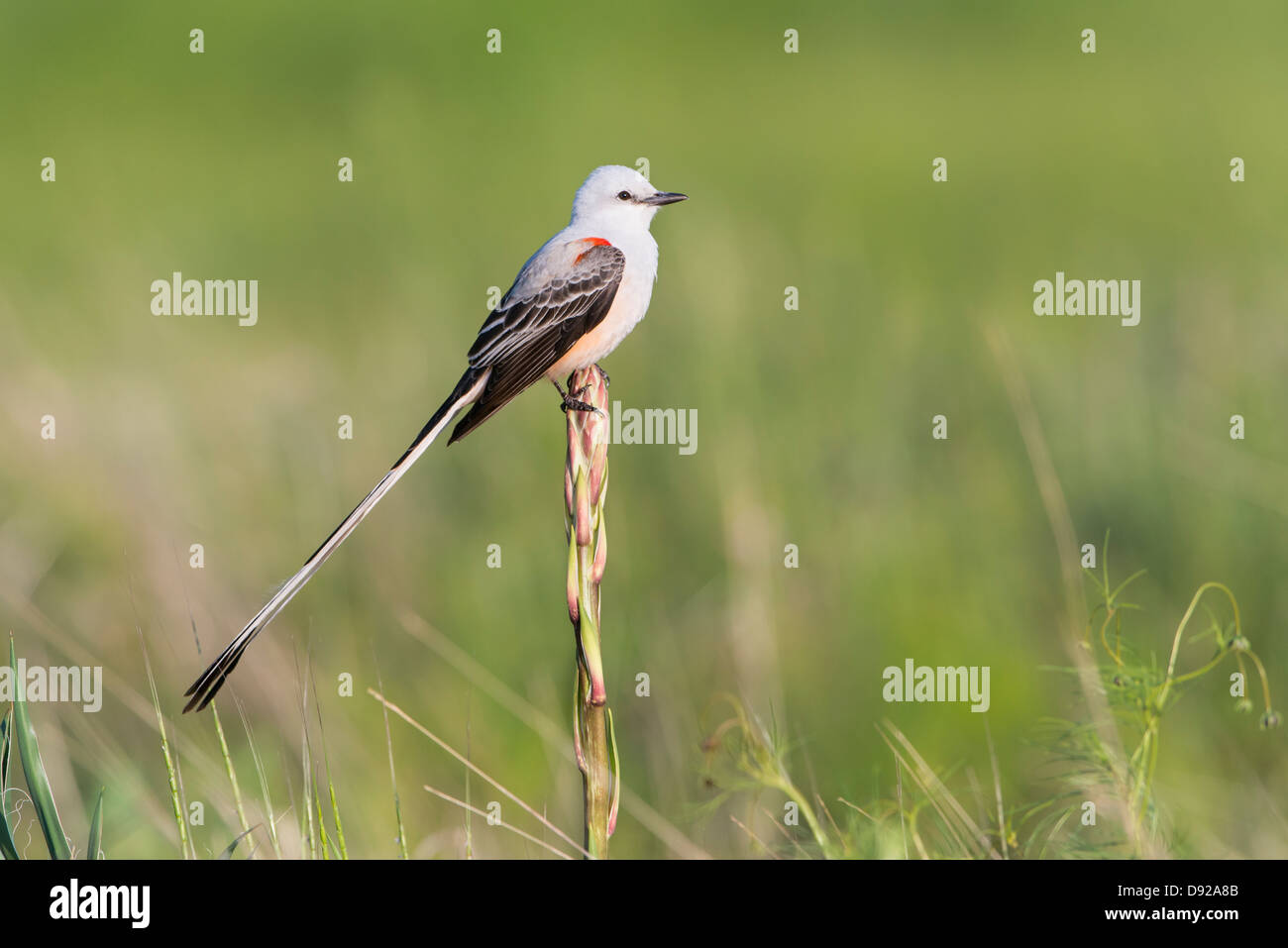 Eine Schere – Tailed Flycatcher (Tyrannus Forficatus) thront auf einem Yucca, White Rock Lake, Dallas, Texas Stockfoto