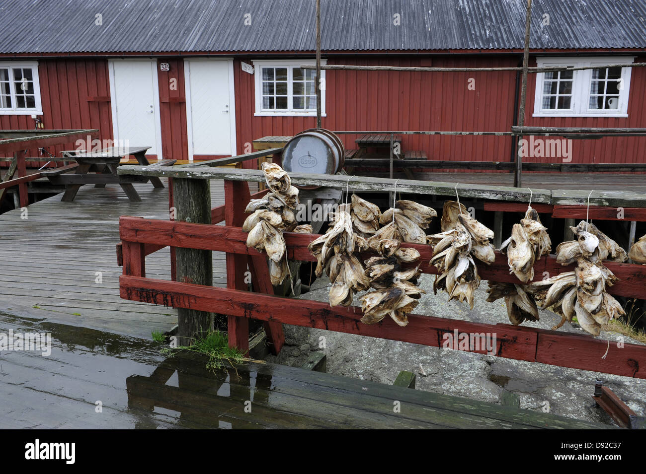 Stockfisch-Köpfe, Nusfjord, Lofoten, Nordland, Norwegen Stockfoto