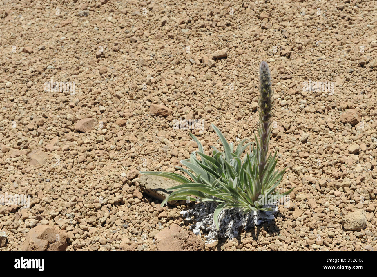 Echium Auberianum, Parc National del Teide, Teneriffa, Kanarische Inseln, Islas Canarias, Spanien, Europa Stockfoto