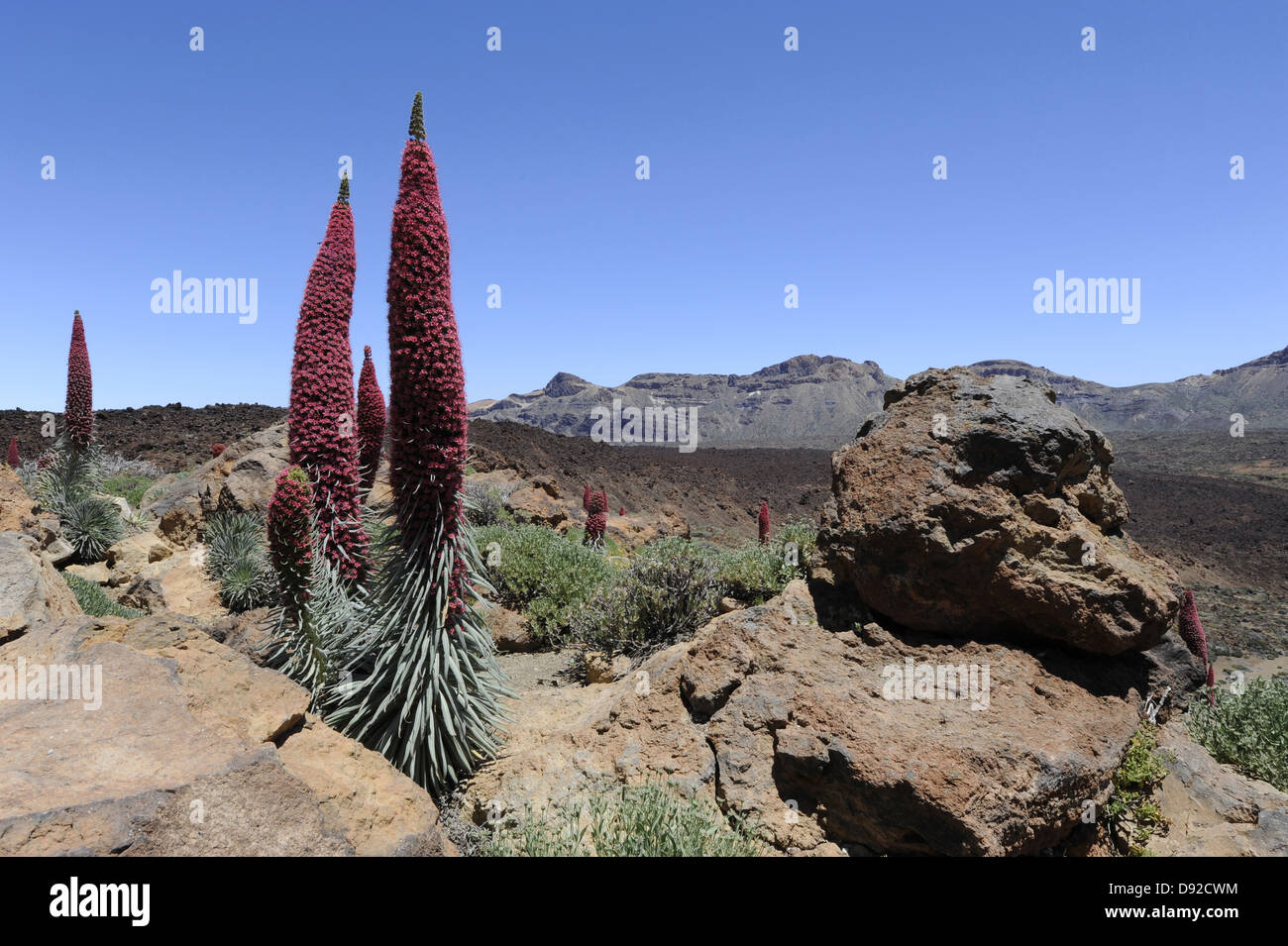 Echium, Parc National del Teide, Teneriffa, Kanarische Inseln, Islas Canarias, Spanien, Europa Stockfoto