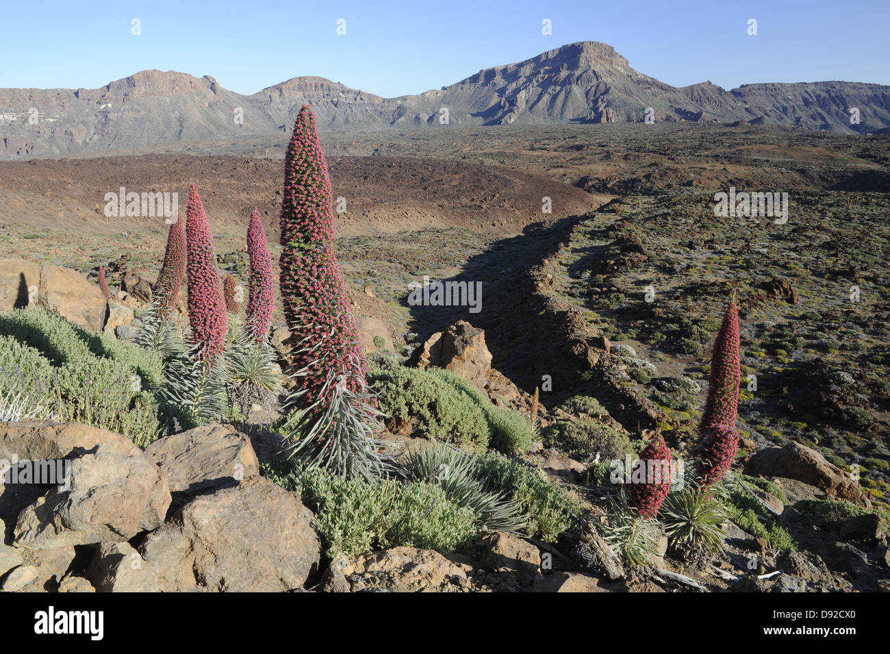 Echium, Parc National del Teide, Teneriffa, Kanarische Inseln, Islas Canarias, Spanien, Europa Stockfoto