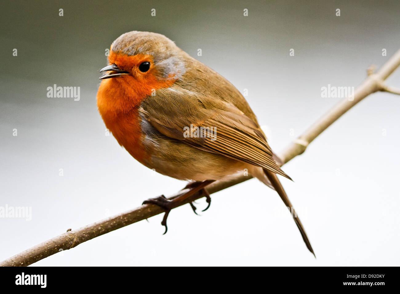 Robin rote Brust Stockfoto