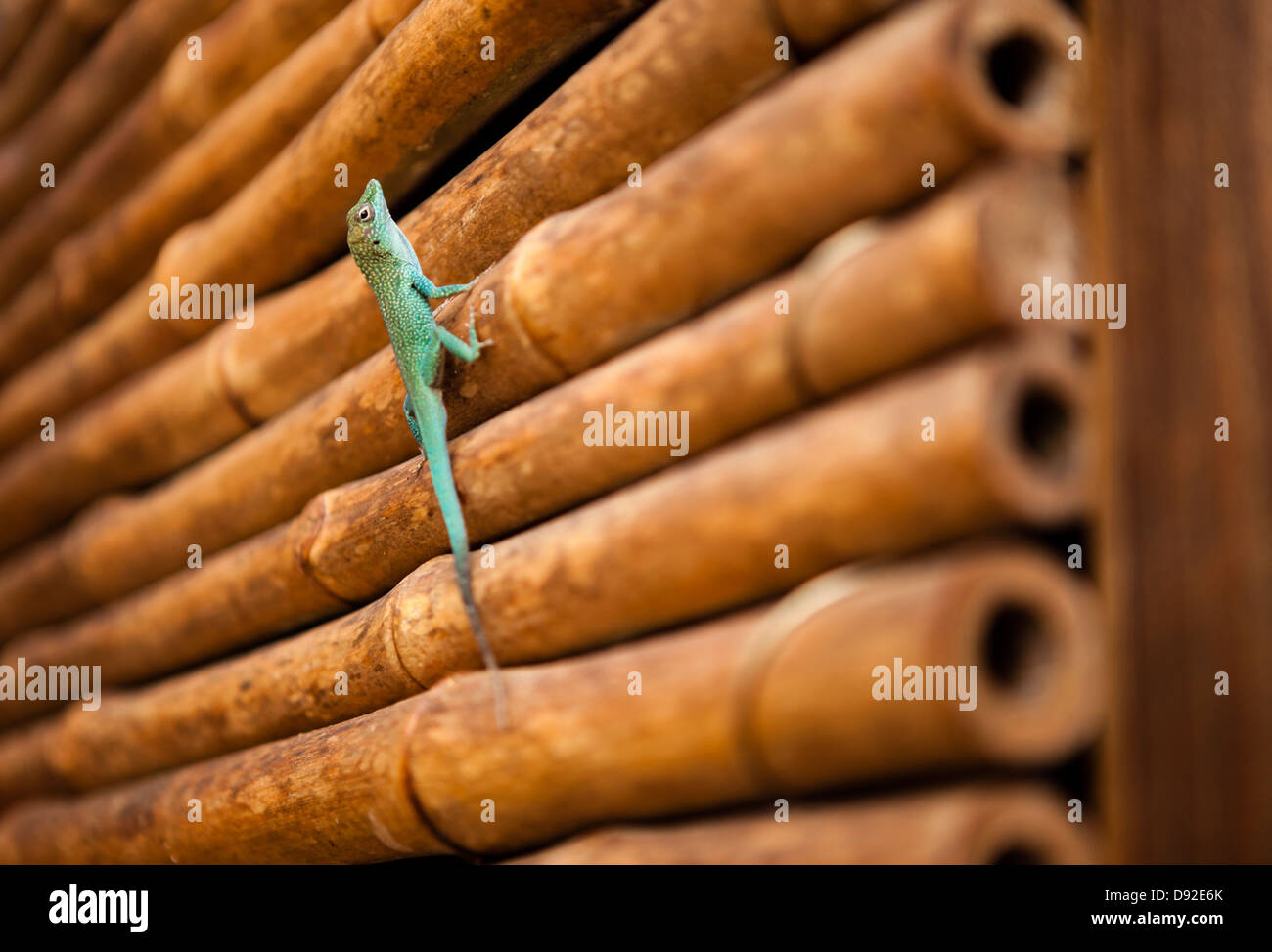Grüne Anole Eidechse, Schildkrötenfarm, Grand Cayman Stockfoto