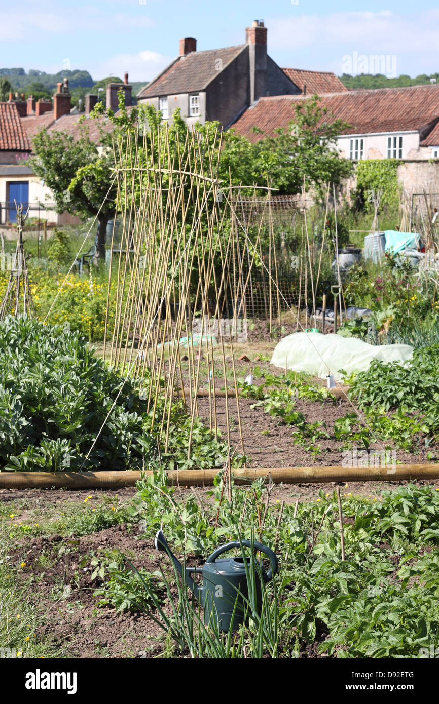 Pflanzlichen Schrebergarten seitens des Rates Gebietskörperschaft in England UK Stockfoto