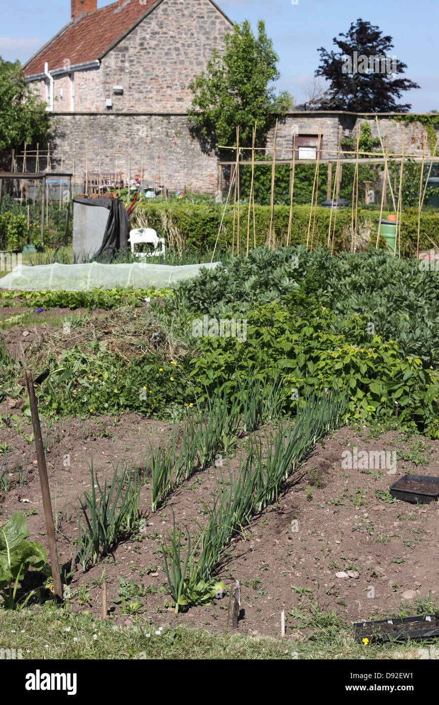Pflanzlichen Schrebergarten seitens des Rates Gebietskörperschaft in England UK Stockfoto